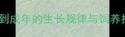 宠物小香猪体型全从幼崽到成年的生长规律与饲养指南附标准体重对照表