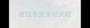 被拉布拉多幼犬咬
