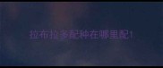 拉布拉多配种在哪里配