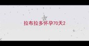 拉布拉多怀孕70天
