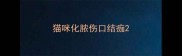 猫咪化脓伤口结痂