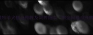 边境牧羊犬颜色推荐及饲养指南附全网最全选购攻略