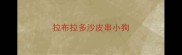 拉布拉多沙皮串小狗