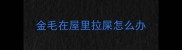 金毛在屋里拉屎怎么办