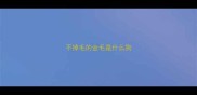 不掉毛的金毛是什么狗