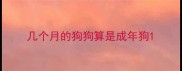 几个月的狗狗算是成年狗