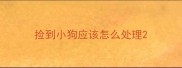 捡到小狗应该怎么处理