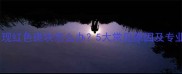 狗狗皮肤出现红色斑块怎么办5大常见原因及专业护理指南