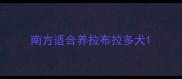 南方适合养拉布拉多犬