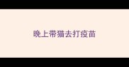 晚上带猫去打疫苗