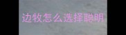 边牧怎么选择聪明