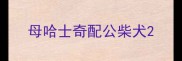 母哈士奇配公柴犬