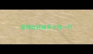 宠物吉娃娃多少钱一只