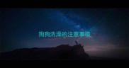狗狗洗澡的注意事项