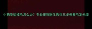 小狗吃盐掉毛怎么办专业宠物医生教你三步恢复毛发光泽