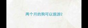 两个月的狗可以旅游