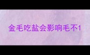 金毛吃盐会影响毛不