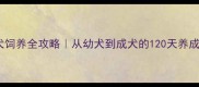 贵宾犬饲养全攻略从幼犬到成犬的120天养成指南