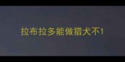 拉布拉多能做猎犬不