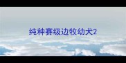 纯种赛级边牧幼犬