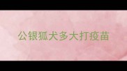 公银狐犬多大打疫苗