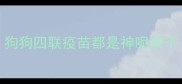 狗狗四联疫苗都是神呢牌子