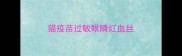 猫疫苗过敏眼睛红血丝