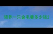 领养一只金毛要多少钱