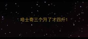 哈士奇三个月了才四斤