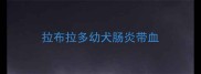 拉布拉多幼犬肠炎带血