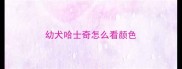 幼犬哈士奇怎么看颜色