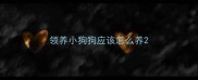领养小狗狗应该怎么养