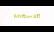 狗狗做spa流程