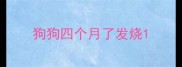 狗狗四个月了发烧