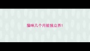 猫咪几个月能独立养
