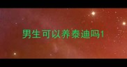 男生可以养泰迪吗