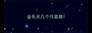 金毛犬几个月最臭