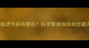 边牧近亲繁殖遗传病有哪些科学繁殖指南助您避开健康隐患