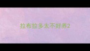 拉布拉多太不好养