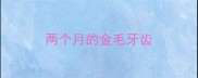 两个月的金毛牙齿