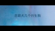 恶霸犬几个月生狗