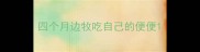 四个月边牧吃自己的便便