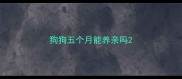 狗狗五个月能养亲吗