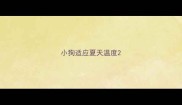 小狗适应夏天温度