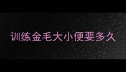 训练金毛大小便要多久