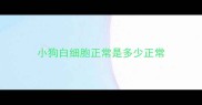 小狗白细胞正常是多少正常