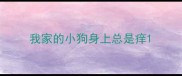 我家的小狗身上总是痒