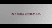 两个月的金毛拉稀怎么办