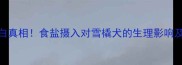 哈士奇毛色变白真相食盐摄入对雪橇犬的生理影响及科学养护指南