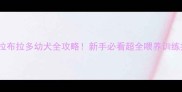 2个月拉布拉多幼犬全攻略新手必看超全喂养训练指南
